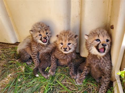 cheetah cubs news.